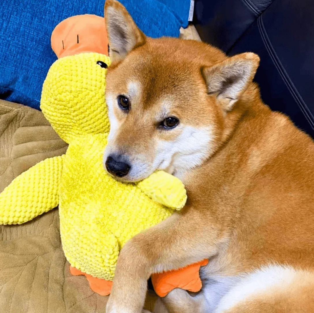 Calming Duck Toy