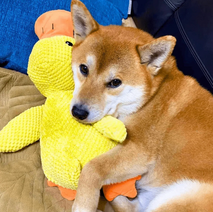 Calming Duck Toy